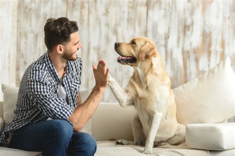 lieve hondennamen|De perfecte hondennaam kiezen (+ 510 hondennamen ter inspiratie)